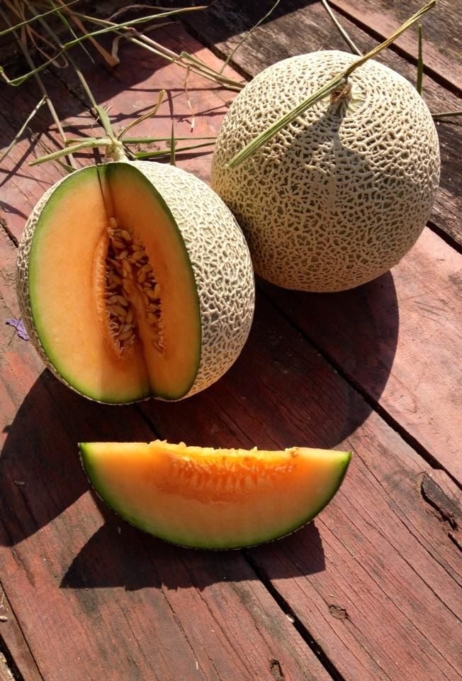 بذور  شمام جاد ليدي ميلون ( هجين ) -  Jade Lady Melon F1 Melon Seeds