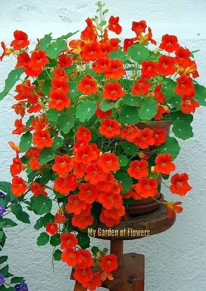 بذور زهور نستريشيوم ازهار حمراء (شركة جونسون ) -Nasturtium RED TROIKA