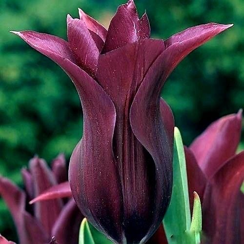ابصال زهور التوليب التاح البرغندي -Burgundy Crown Tulip Bulbs