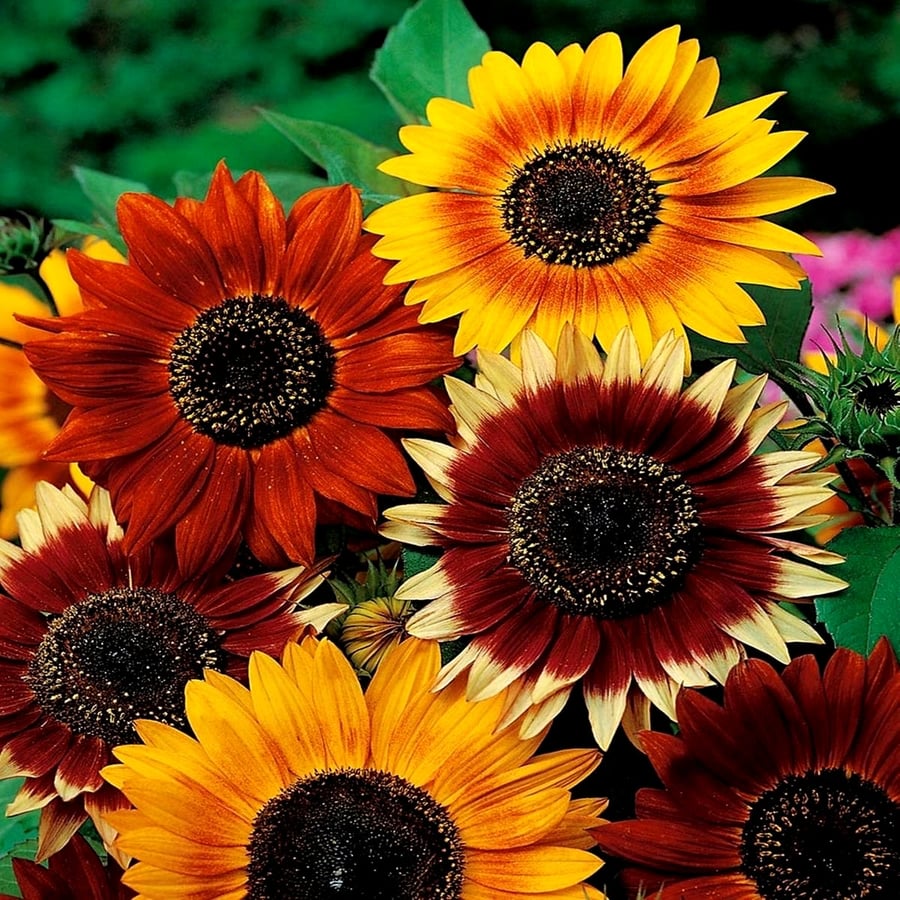 بذور زهور عباد الشمس متعدد الاصناف ومتوارث - Sunflowers of many varieties