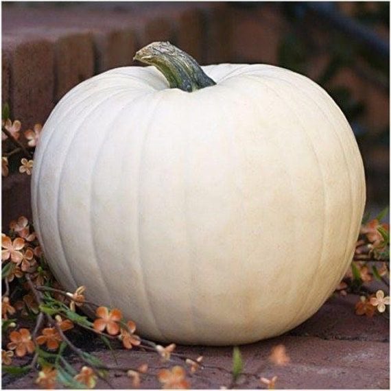 بذور اليقطين - كاسبر  - Pumpkin Seeds - Casper