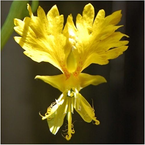 بذور ازهار الكناري المتسلق ( الكبوسين ) -Nasturtium Seeds - Canary Creeper