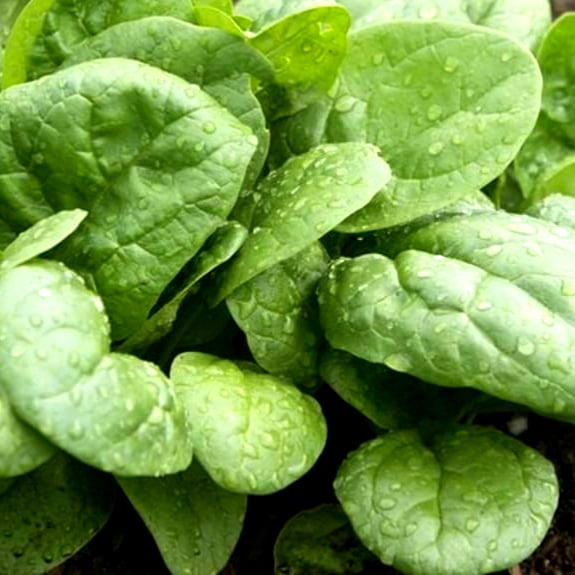 بذور سبانخ شاطئ البحر بطيئ الإزهار هجين  -Slow-flowering seaside spinach seeds
