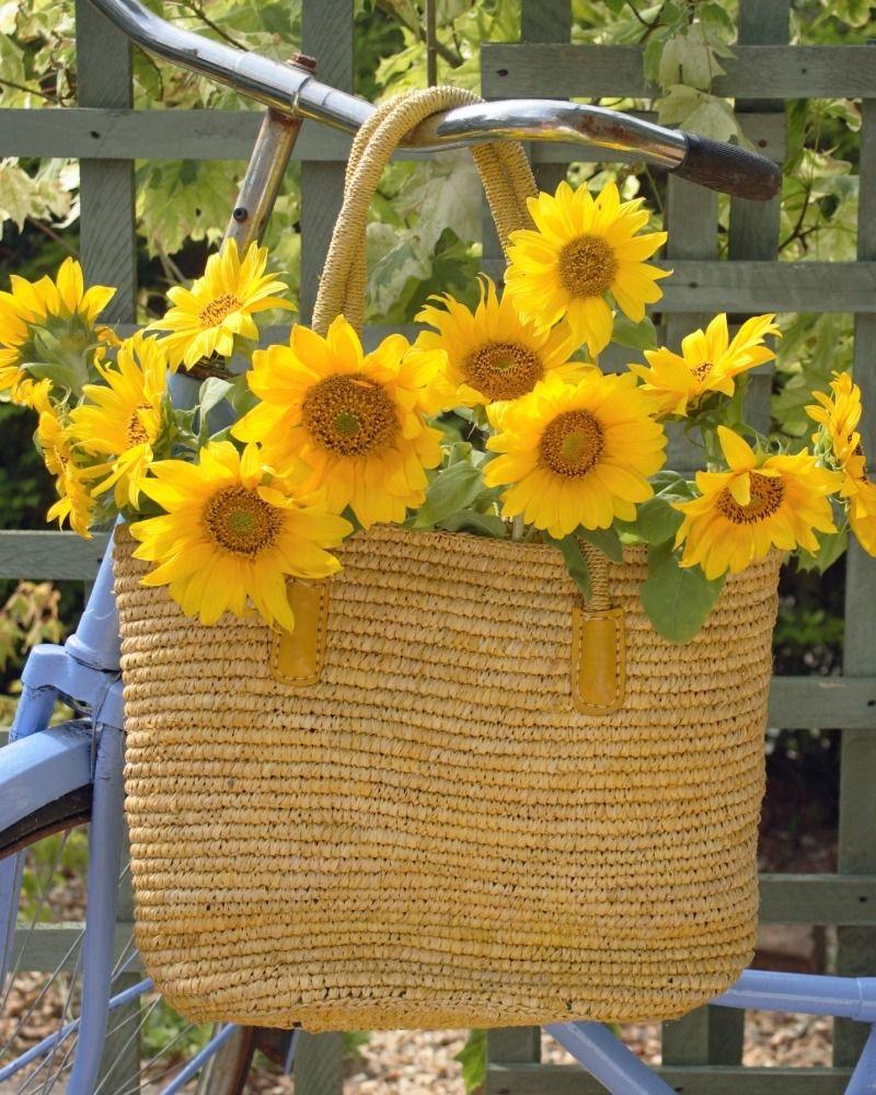 بذور زهور عباد الشمس القزمي بيبي فيس (F1)  مناسب للزراعة في الاحواض.  - plants