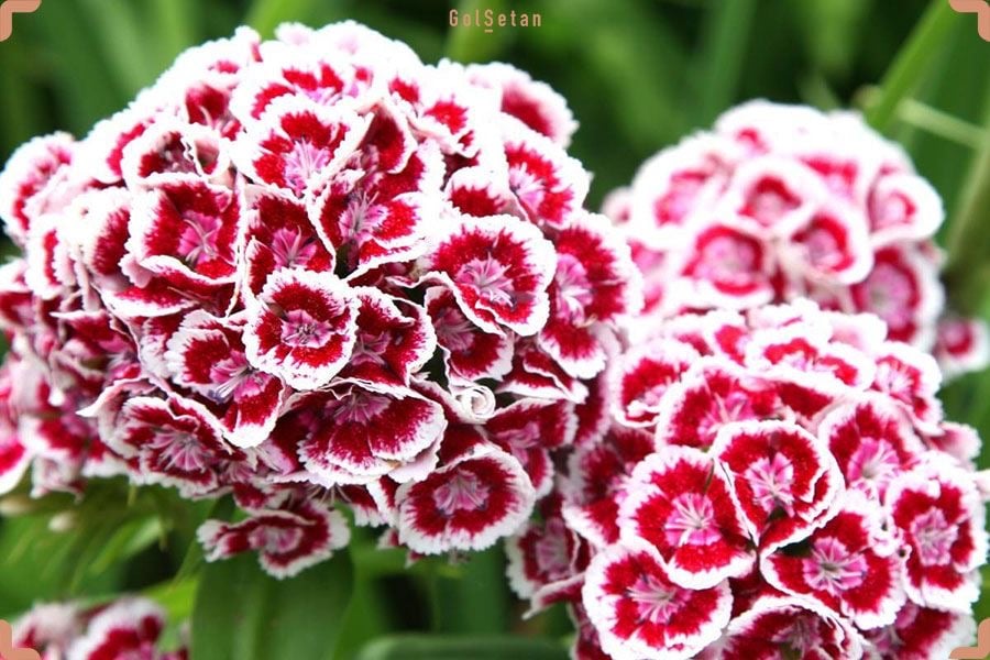 بذور زهرة القرنفل "سويت ويليام" - Sweet William carnation seeds