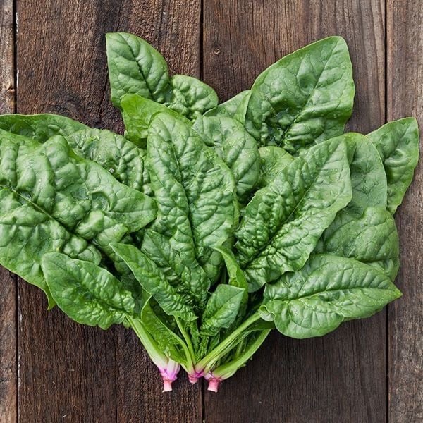 بذور سبانخ بلومسديل بطيئ التزهير (Bloomsdale Spinach)