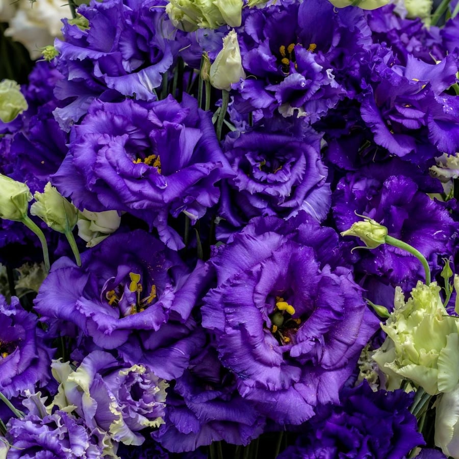 ‎ بذور زهور ليسيانثوس زرقاء (F1) مغلقه -Blue Pelleted (F1) Lisianthus Seeds