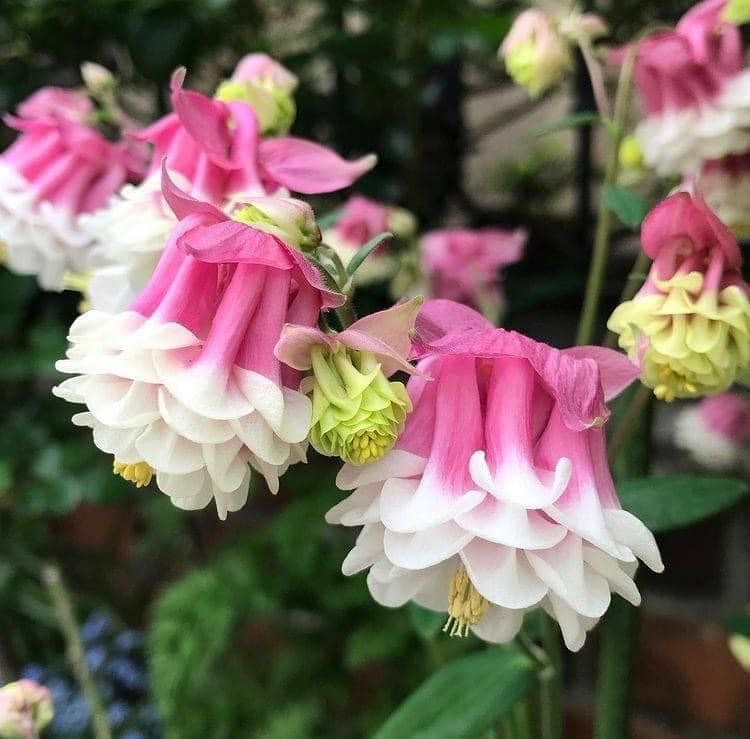 بذور زهور أكويليجيا بيدرمير مختلطة - Aquilegia Biedermeier Mixed Flowers