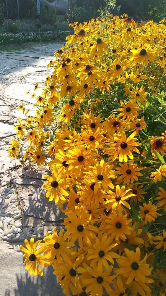 بذور دوار الشمس عين الثور - Sunflower Ox Eye