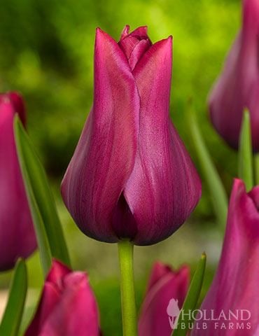 ابصال زهور التوليب التاح البرغندي -Burgundy Crown Tulip Bulbs
