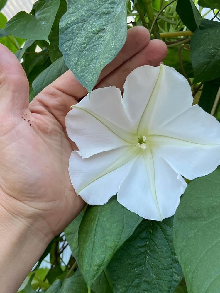 بذور متسلقة زهرة القمر (متوارث) - Moonflower (inherited