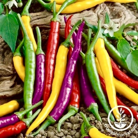 بذور فلفل كايين فييستا الملون -Colorful cayenne pepper seeds