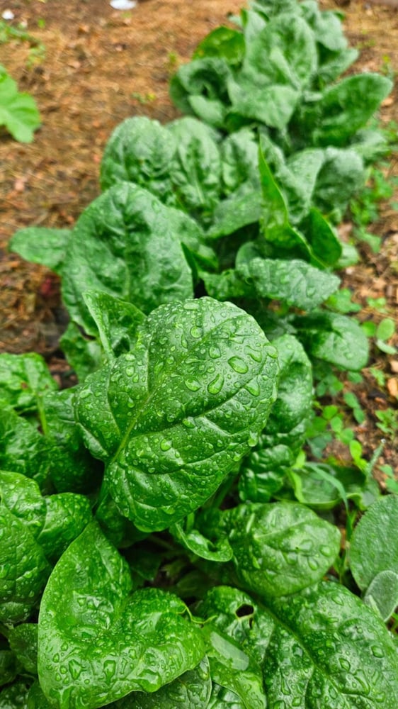 بذور السبانخ - العملاقة النبيلة - Spinach seeds - the noble giant
