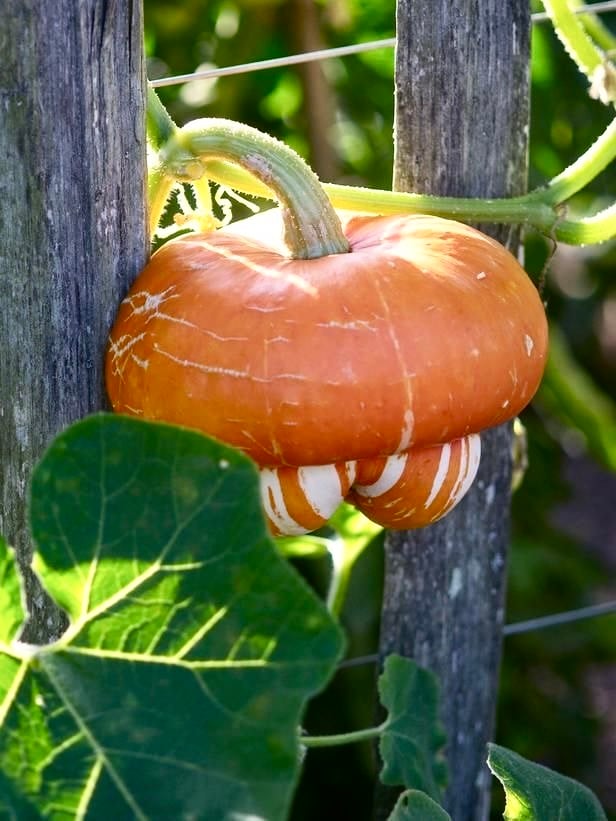 بذور يقطين عمامة الترك - Turkish turban pumpkin seeds