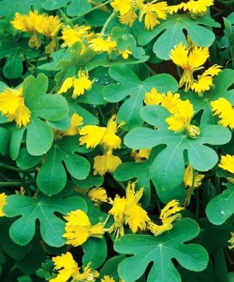 بذور ازهار الكناري المتسلق ( الكبوسين ) -Nasturtium Seeds - Canary Creeper