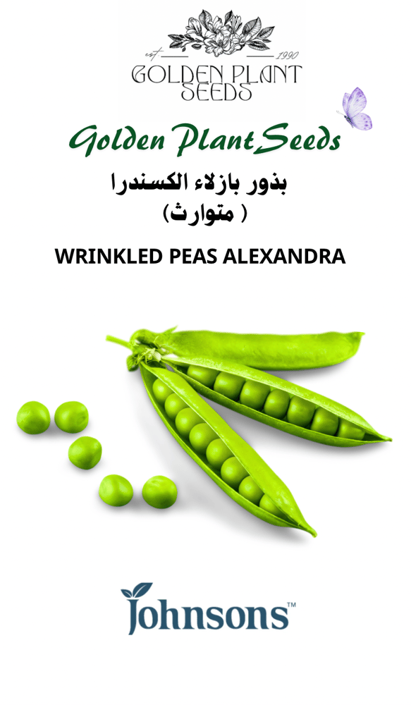 بذور بازلاء الكسندرا - WRINKLED PEAS ALEXANDRA