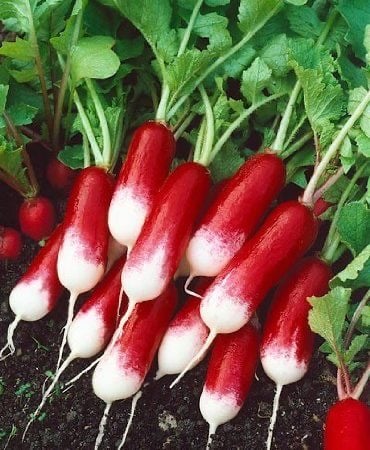 فجل النخبة  حصاد مبكر