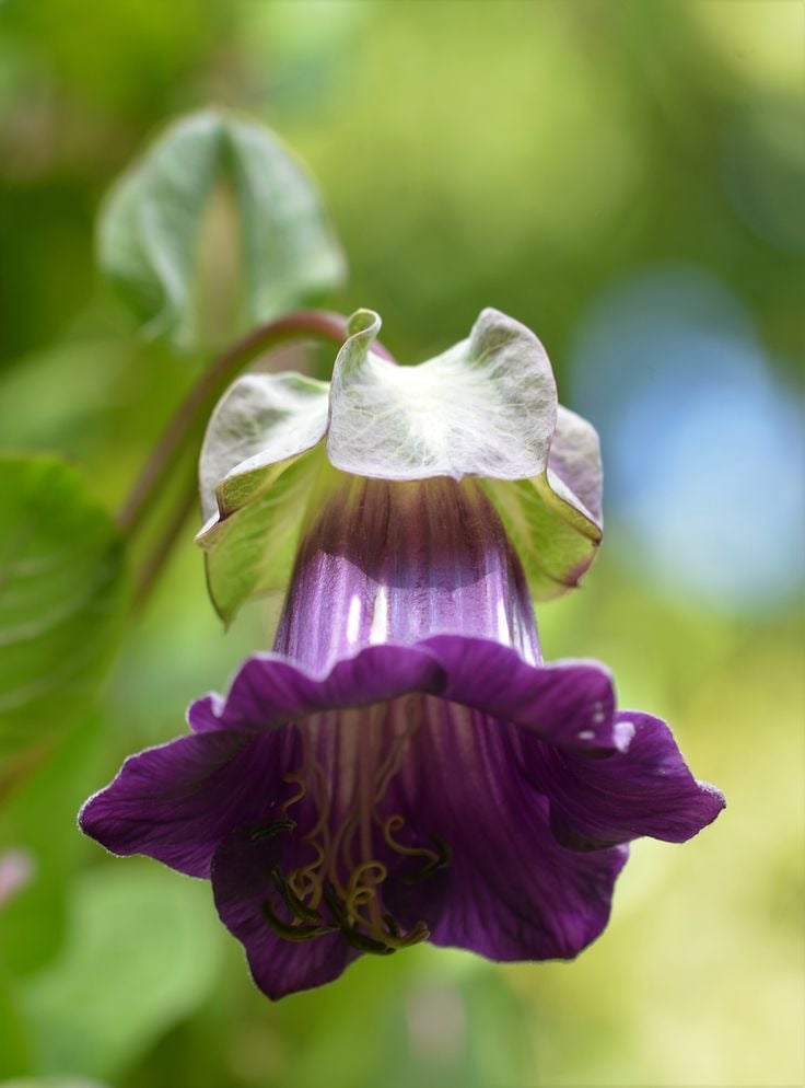 كوبيا  سكاندن  او متسلقة اجراس الكاتدرائية - Cobaea  scandens