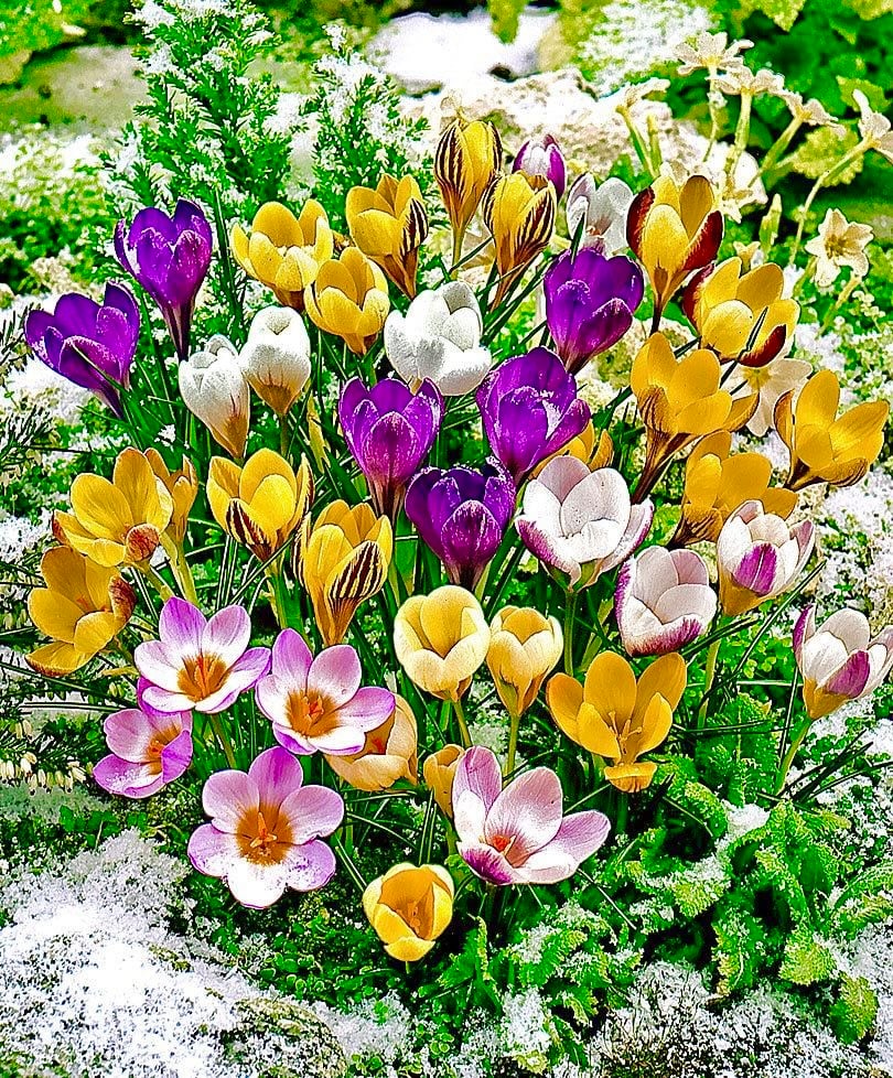 ابصال زهور الزعفران البري ( الكروكس). -"Crocus Botanical Mix)