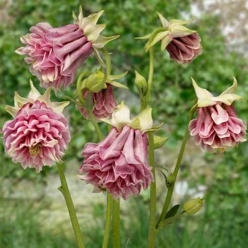 بذور زهور أكويليجيا بيدرمير مختلطة - Aquilegia Biedermeier Mixed Flowers