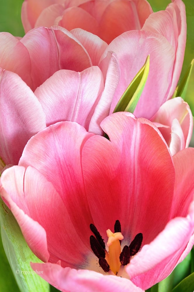 ابصال التوليب مينتون - Menton tulip bulbs