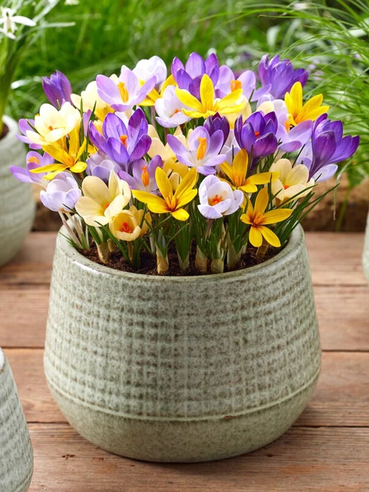 ابصال زهور الزعفران الربيعي ( الكروكس). -"Crocus Botanical Mix