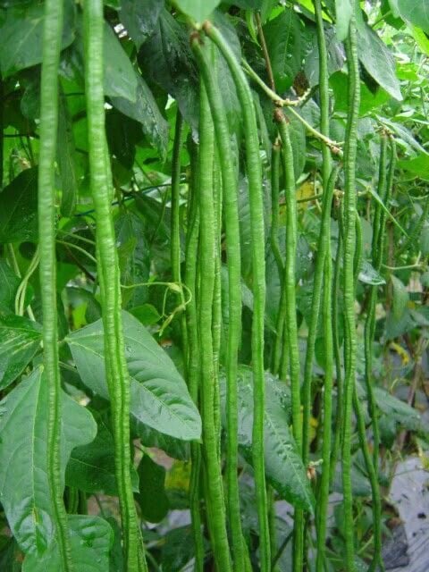 بذور فاصوليا النودلز الطويلة (متوارث ) - Long bean noodles (heirloom)