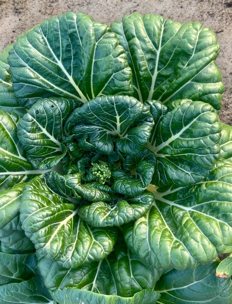 بذور بوك تشوي صيني ( عضوي ) - Chinese bok choy seeds (organic)