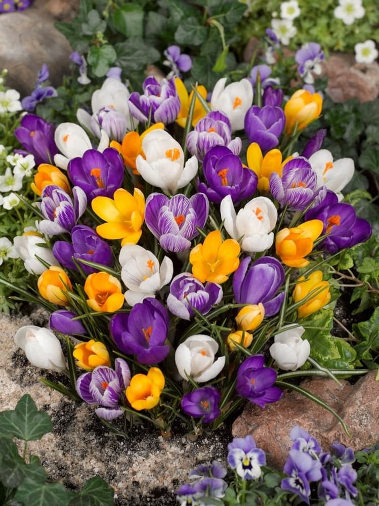 ابصال زهور الزعفران الربيعي ( الكروكس). -"Crocus Botanical Mix