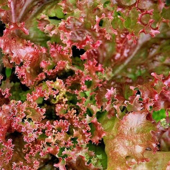 بذور خس لولو - Dark Lollo Rossa Lettuce