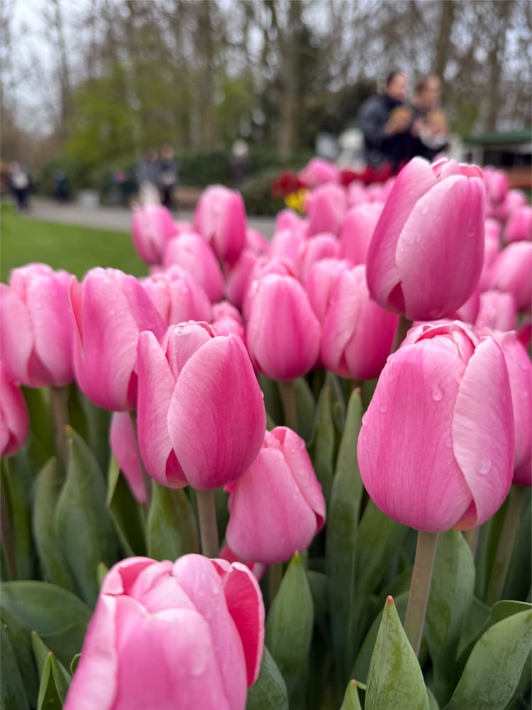 ابصال  توليب روز  - Tulip Rose