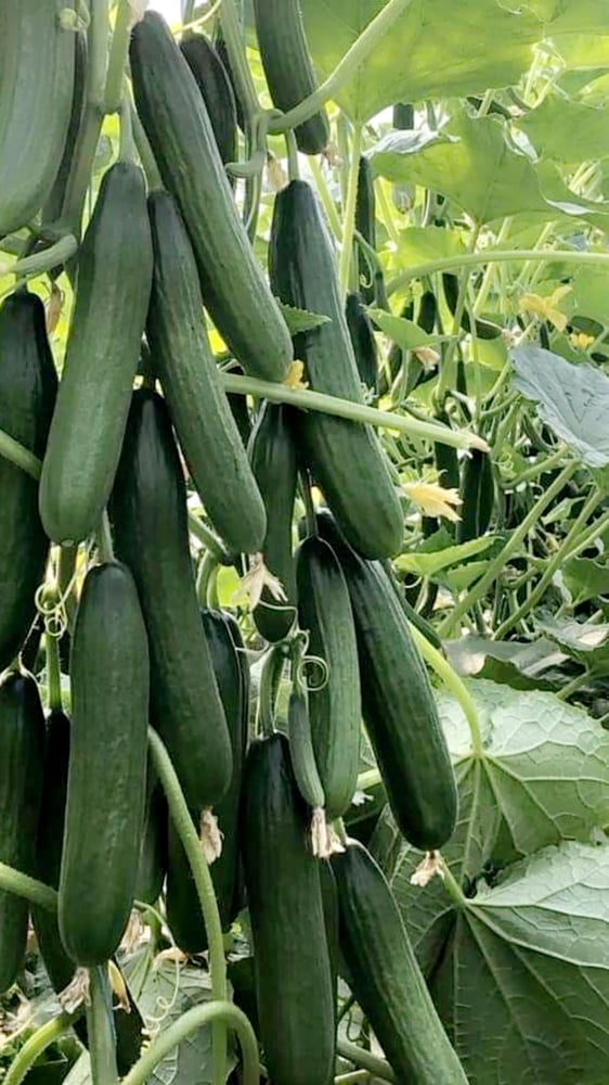 بذور خيار طويل  ( هجين ) ومقاوم للامراض
