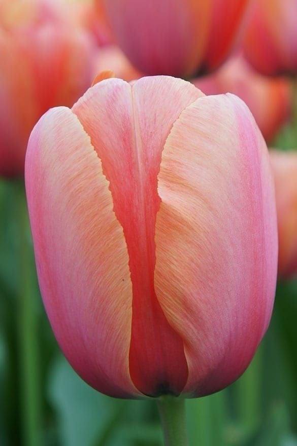 ابصال التوليب مينتون - Menton tulip bulbs