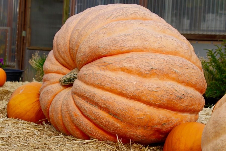 بذور اليقطين الأطلسي العملاق -Pumpkin Atlantic Giant