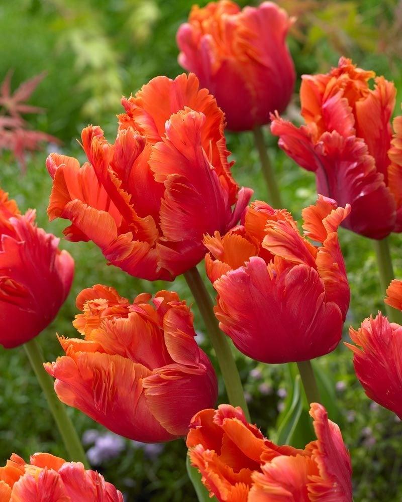 ابصال زهور التوليب المزدوجة مبكس  -Double tulip bulbs