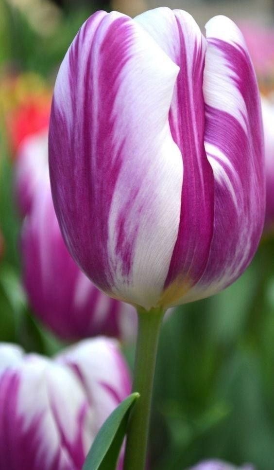 ابصال التوليب العلم المشتعل - Flaming Flag Tulip