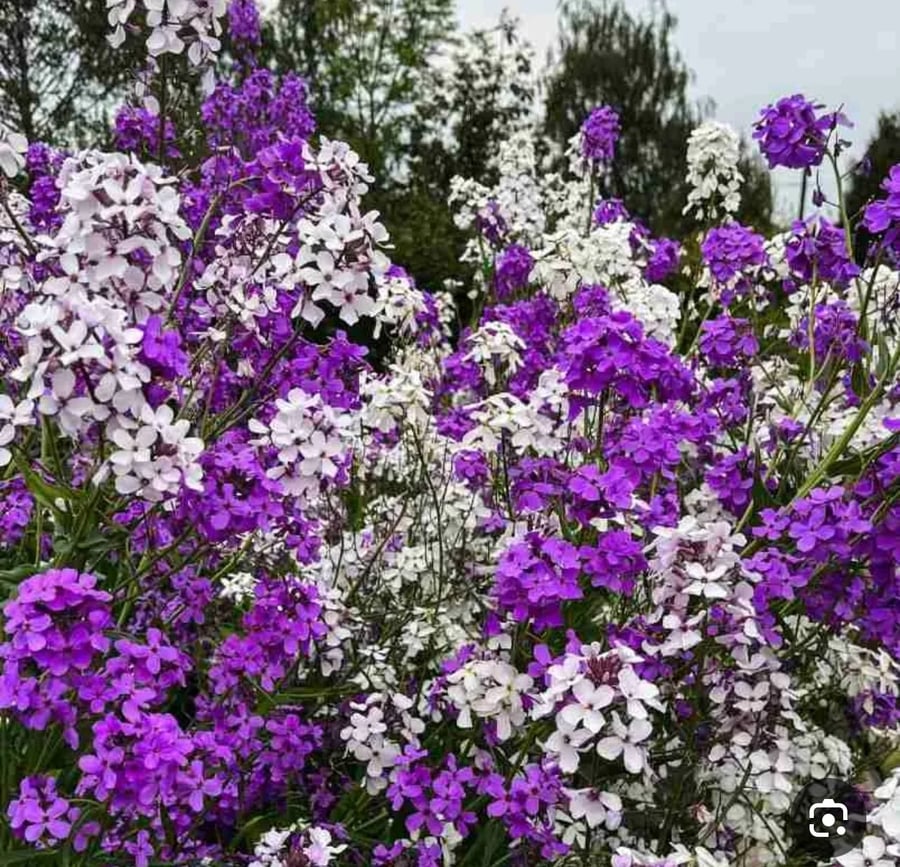 بذور زهور الروكيت الحلوة المختلطة - Sweet Rocket MIXED - HESPERIS
