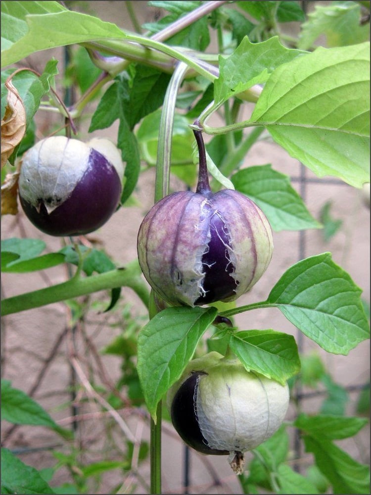 بذور توماتيلو دي ميلبا - - Tomate 'Speckled Roman' - Tomatillo de melba seeds