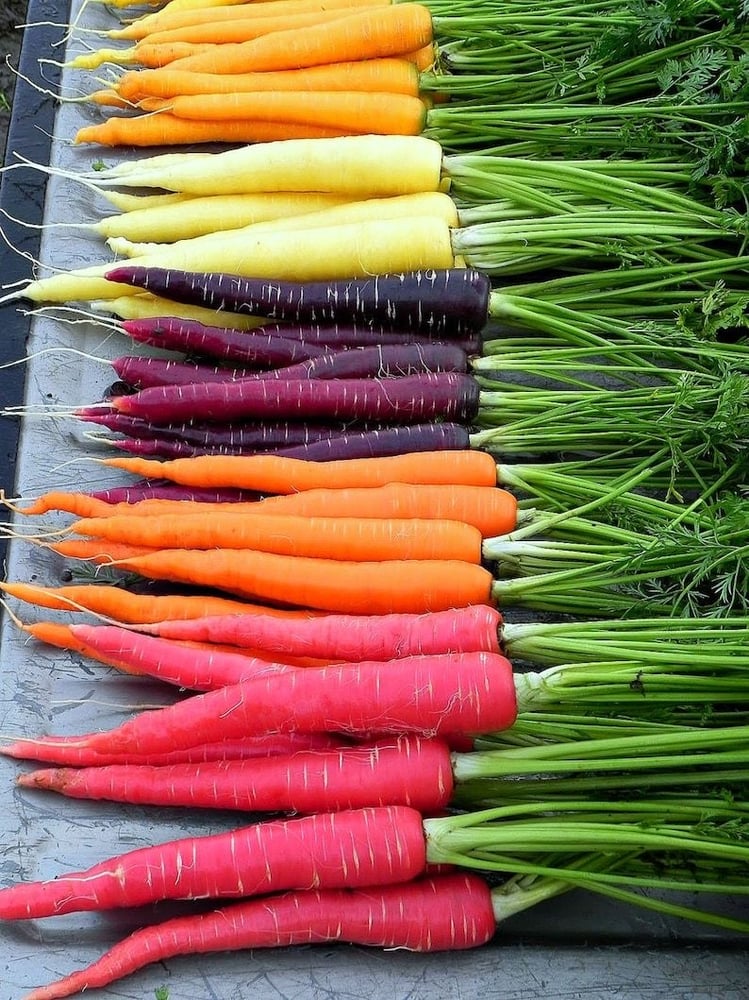 بذور الجزر المهرج F1  (هجين)  شركة  جونسون - Carrot HARLEQUIN F1