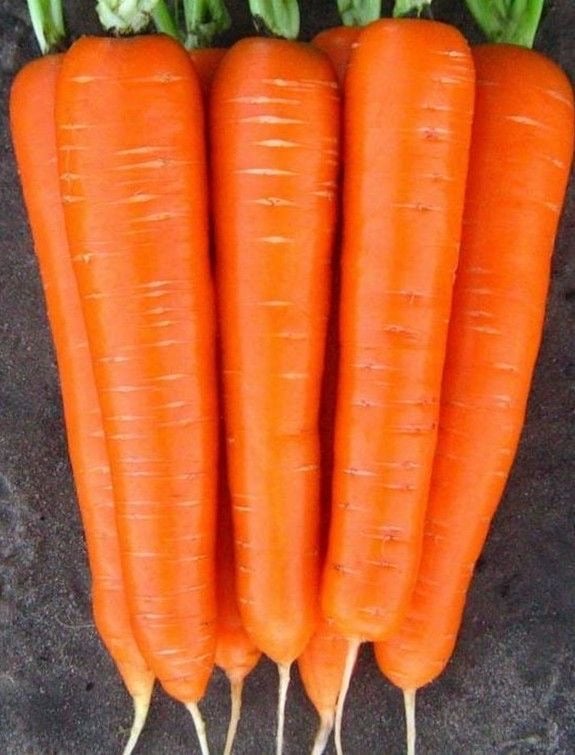 بذور الجزر دانفرز ١٢٦ - Danvers 126 Carrot