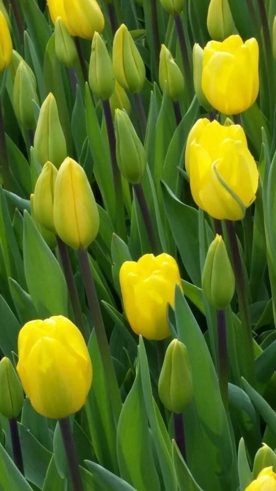 ابصال  توليب  الأمير المضيئ. -'Sunny Prince' Tulip