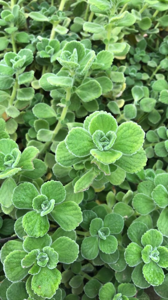 بذور  زعتر  سوري - Syrian thyme seeds