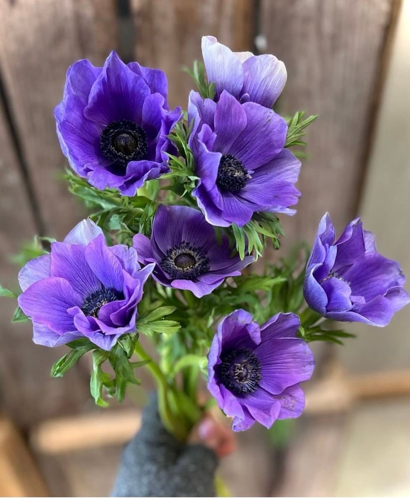 ابصال زهور شقائق النعمان البنفسجية - Purple anemone flower bulbs