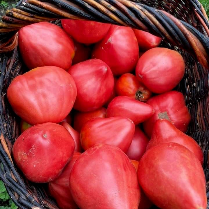 بذور طماطم بورجيز ( القطرة ) متوارث- Borghese tomato seeds (drop) (heirloom)
