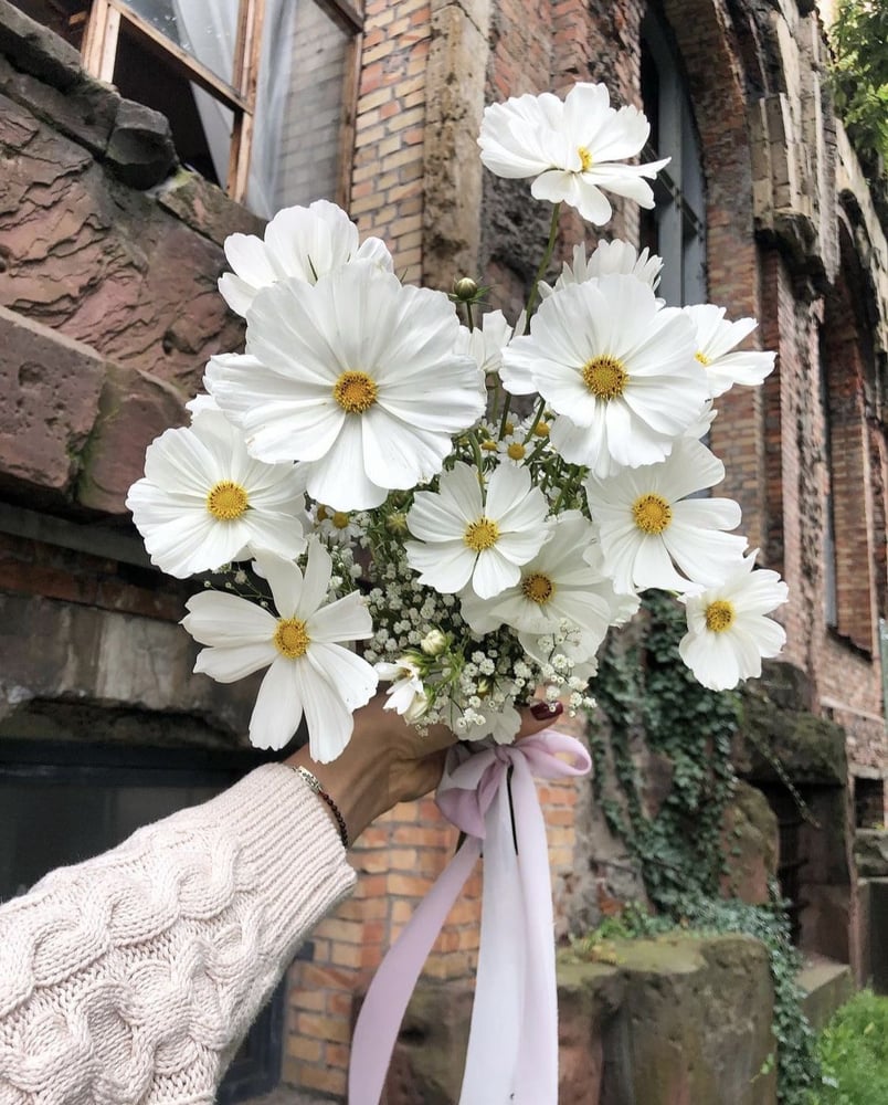 بذور زهور كوزموس النقاء الابيض  -Cosmos Purity White Flower Seeds
