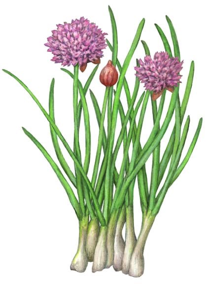 بدور ثوم معمر باوراق قوية -Perennial garlic seeds with strong leaves
