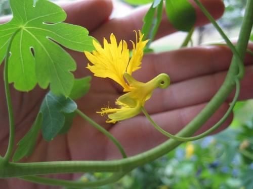 بذور ازهار الكناري المتسلق ( الكبوسين ) -Nasturtium Seeds - Canary Creeper