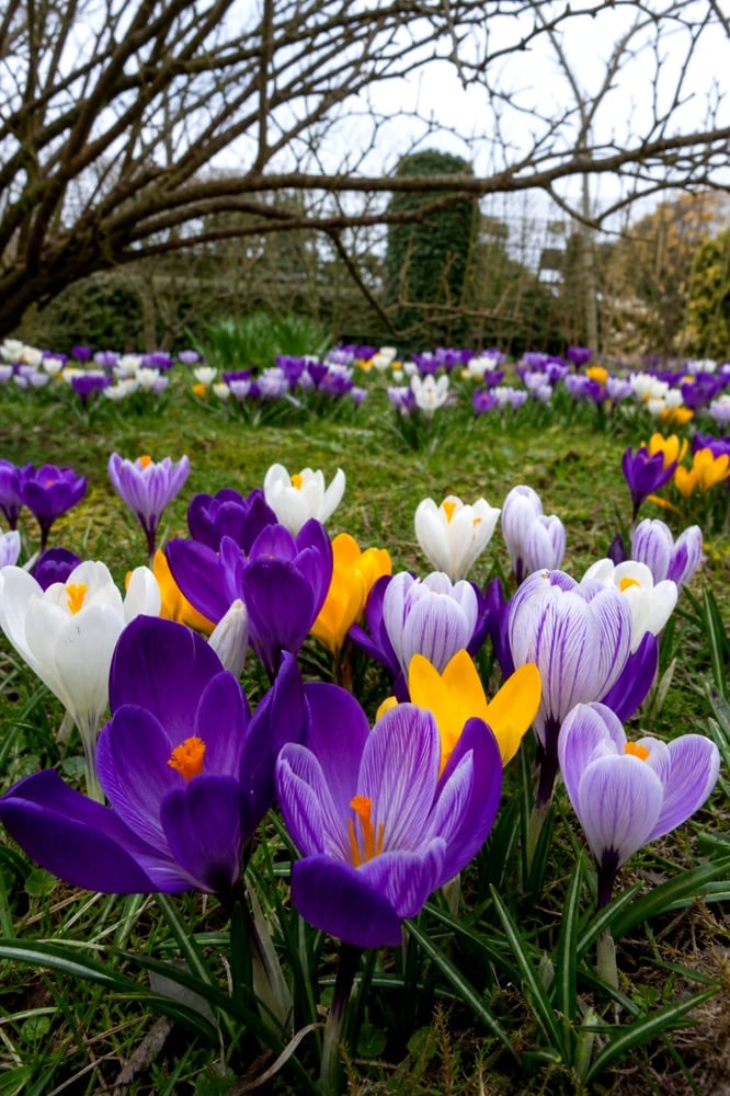 ابصال زهور الزعفران الربيعي ( الكروكس). -"Crocus Botanical Mix
