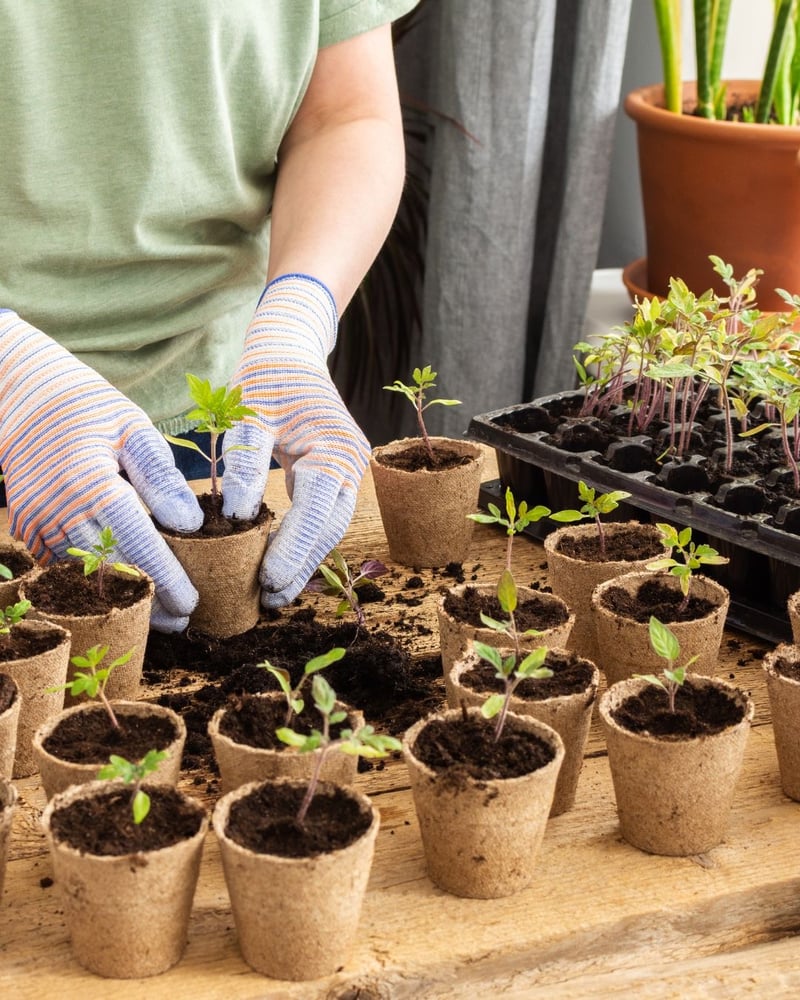 أصص كرتونية قابلة للتحلل 24 قطعة - مقاس 6 سم.  -Biodegradable Cardboard Pots (24 Pieces) – 6 cm Size