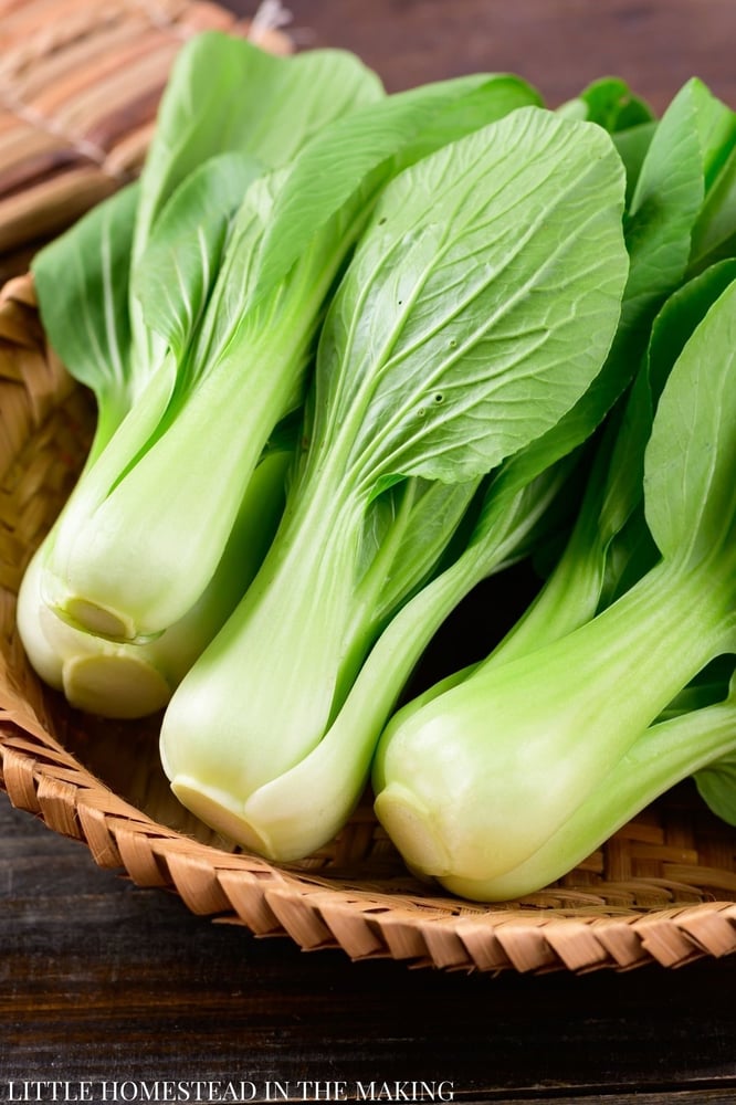 بذور بوك تشوي شنغهاي العضوي ( متوارث) -Shanghai Organic Bok Choi Seeds